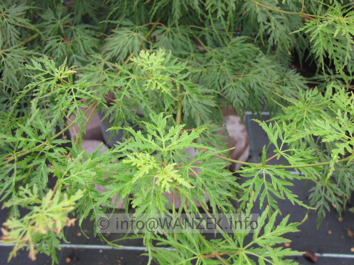 Acer palmatum Seiryu - nah.JPG